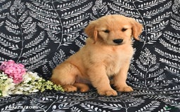 Golden Retriever dogs for sale: Golden Retriever 5 puppies - Image 1