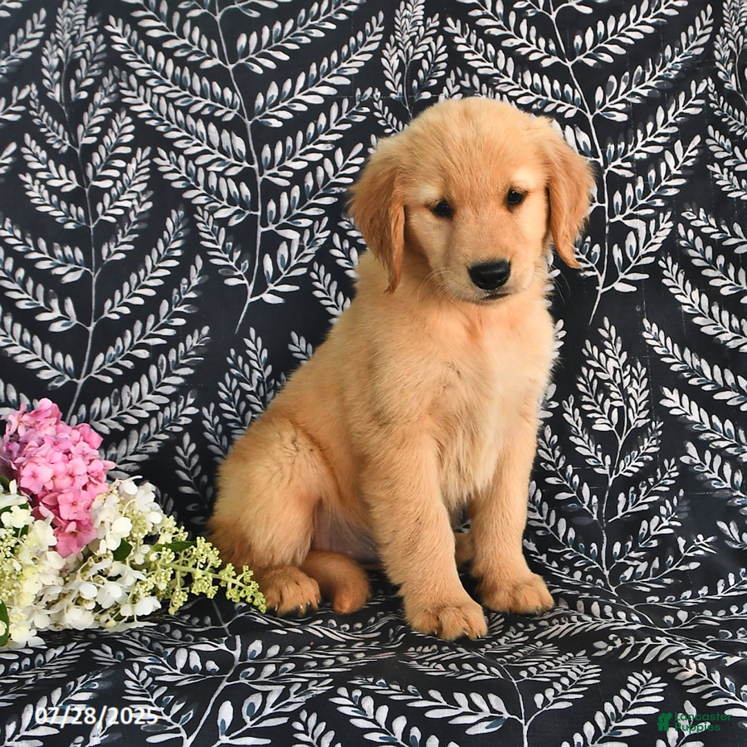 Golden Retriever dogs for sale: Golden Retriever 5 puppies - Image 1