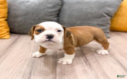 Beabull dogs for sale: Bella - Image 2