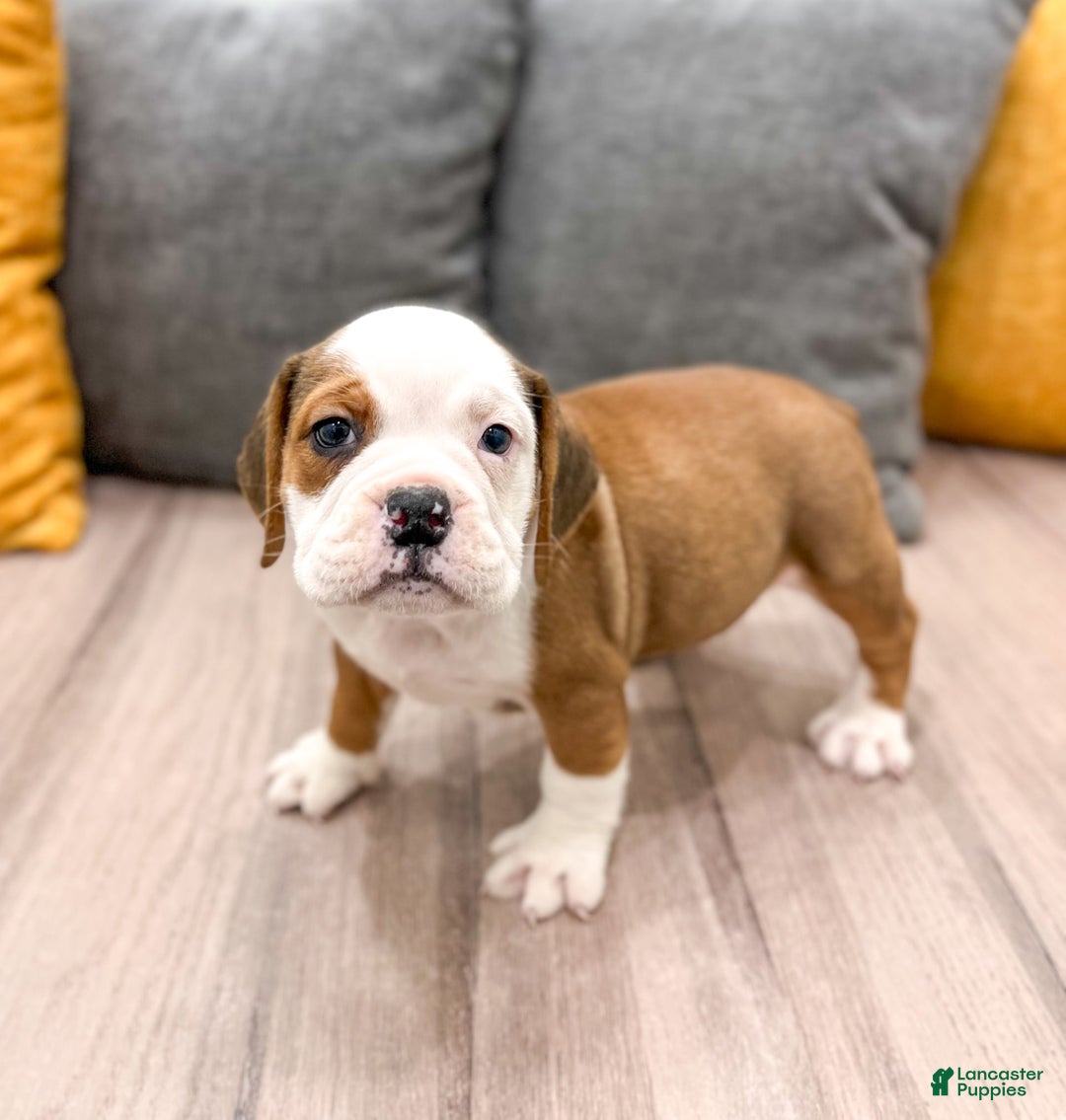 Beabull dogs for sale: Bella - Image 2