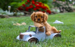 Cavalier King Charles Spaniel dogs for sale: Bradley - Image 7