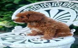 Cavapoo dogs for sale: Freedom - Image 2
