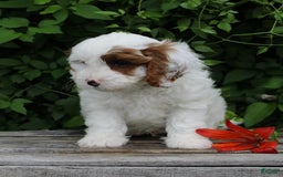Cavapoo dogs for sale: Max - Image 2