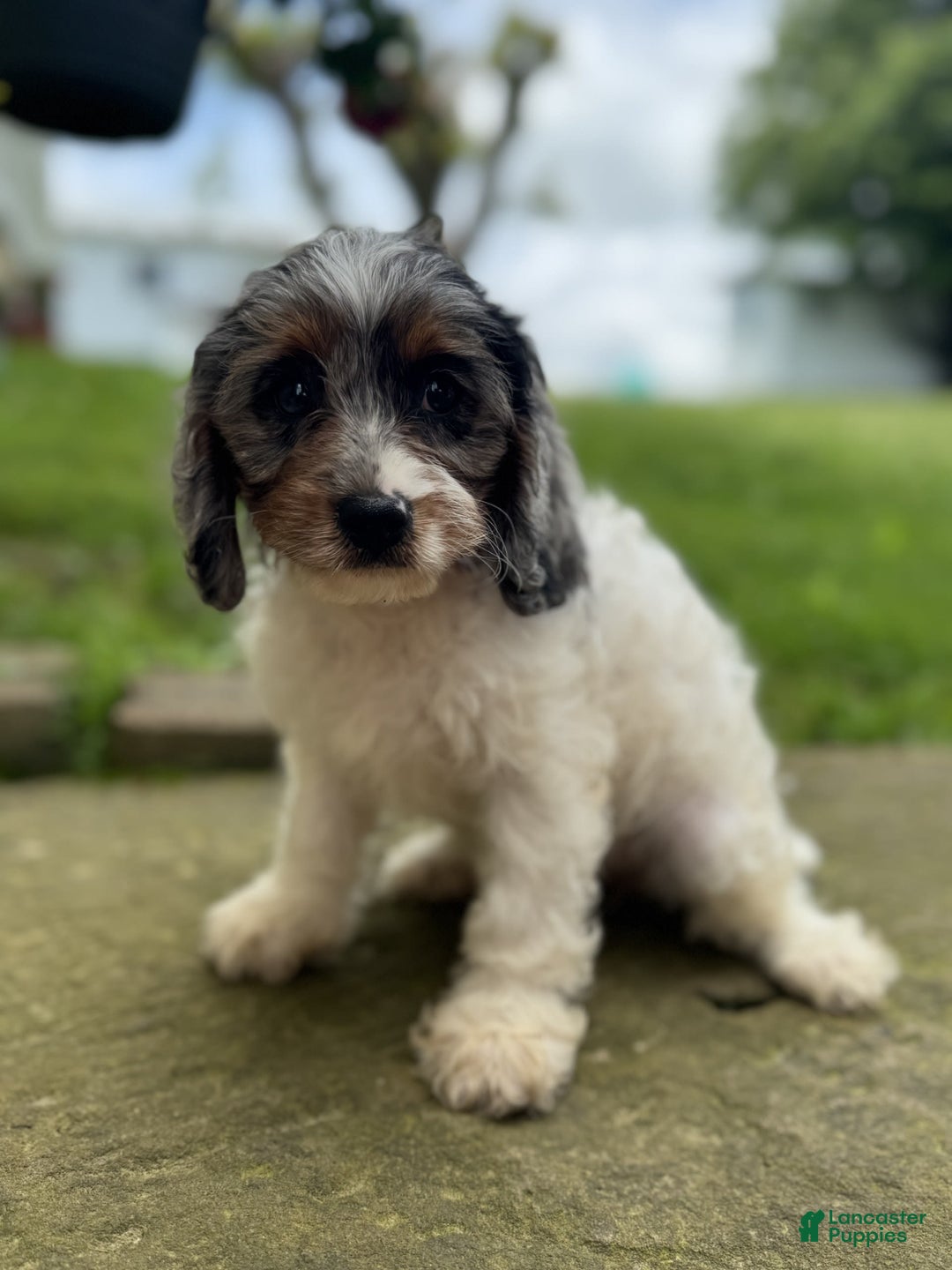 Cavapoo dogs for sale: Violet - Image 7