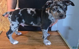 Staffordshire Bull Terrier dogs for sale: Hawks Spike - Image 1