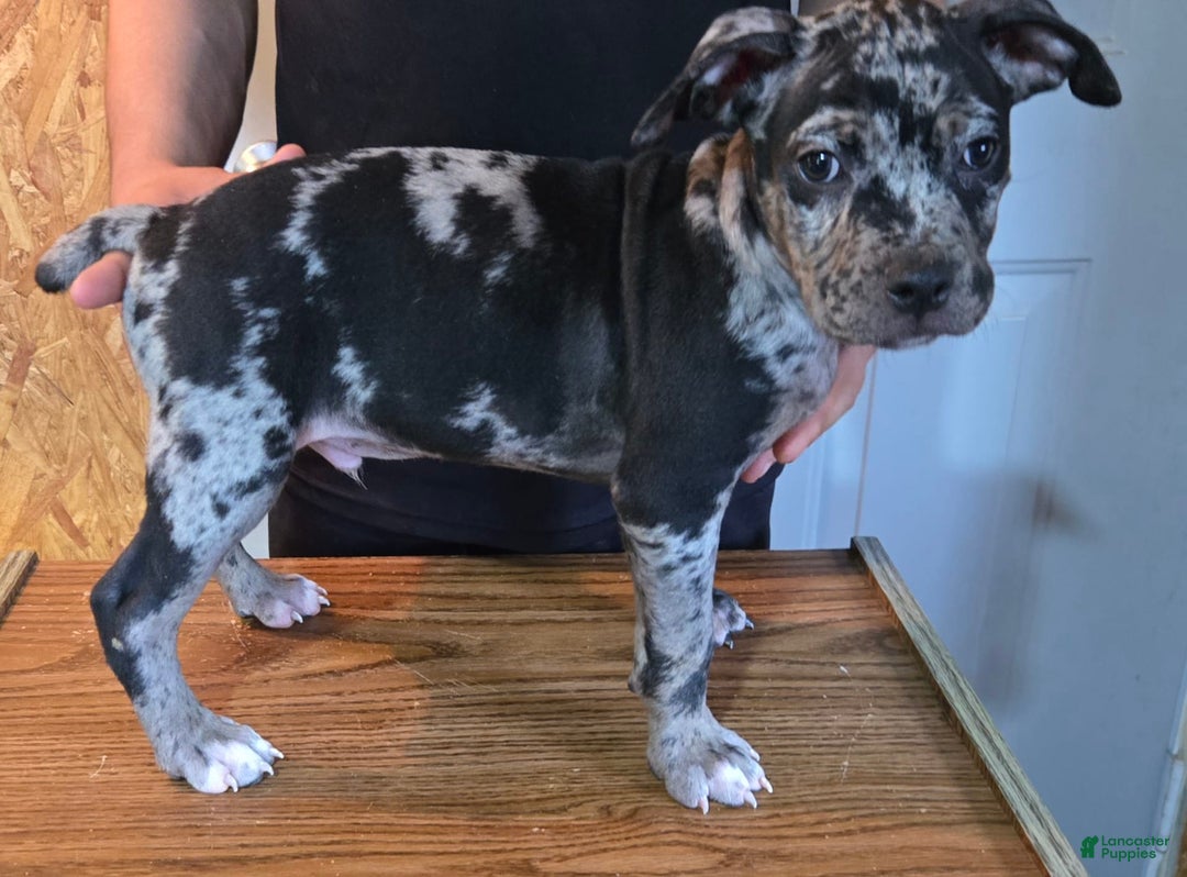 Staffordshire Bull Terrier dogs for sale: Hawks Spike - Image 1