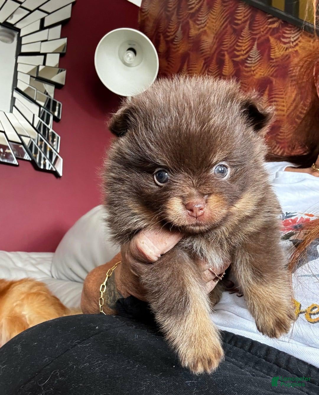 Pomeranian dogs for sale: Belly - Image 5