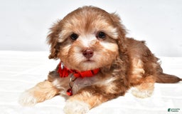 Havapoo dogs for sale: Myra - Image 7