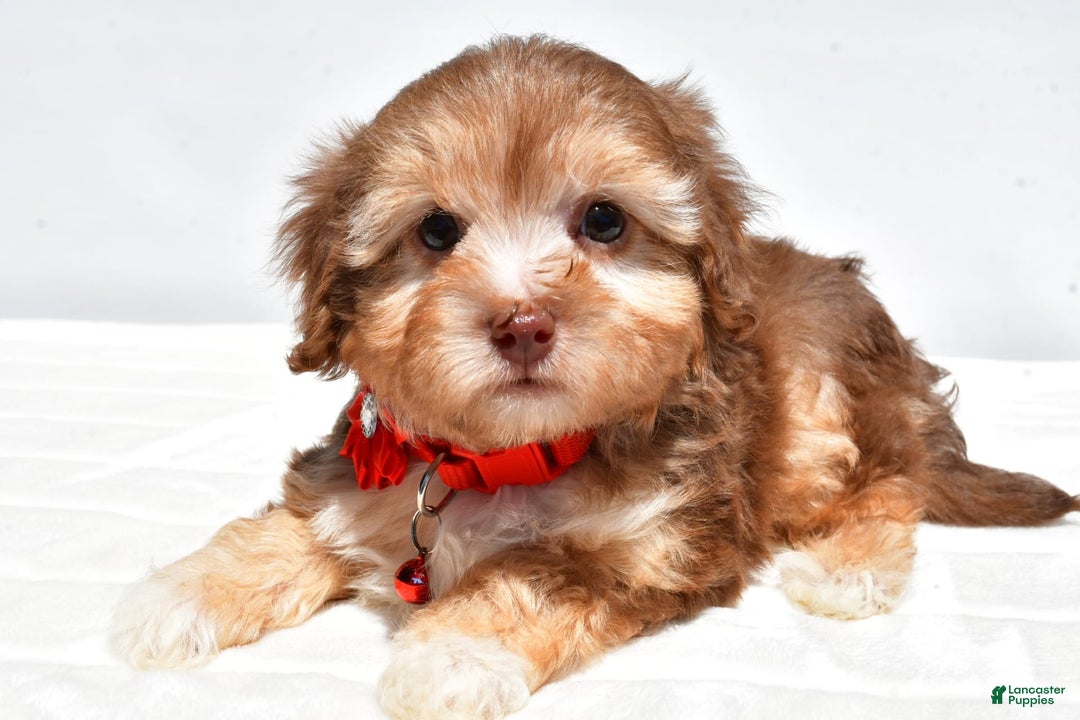 Havapoo dogs for sale: Myra - Image 7