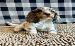 Dachshund dogs for sale: Daniel - Image 2