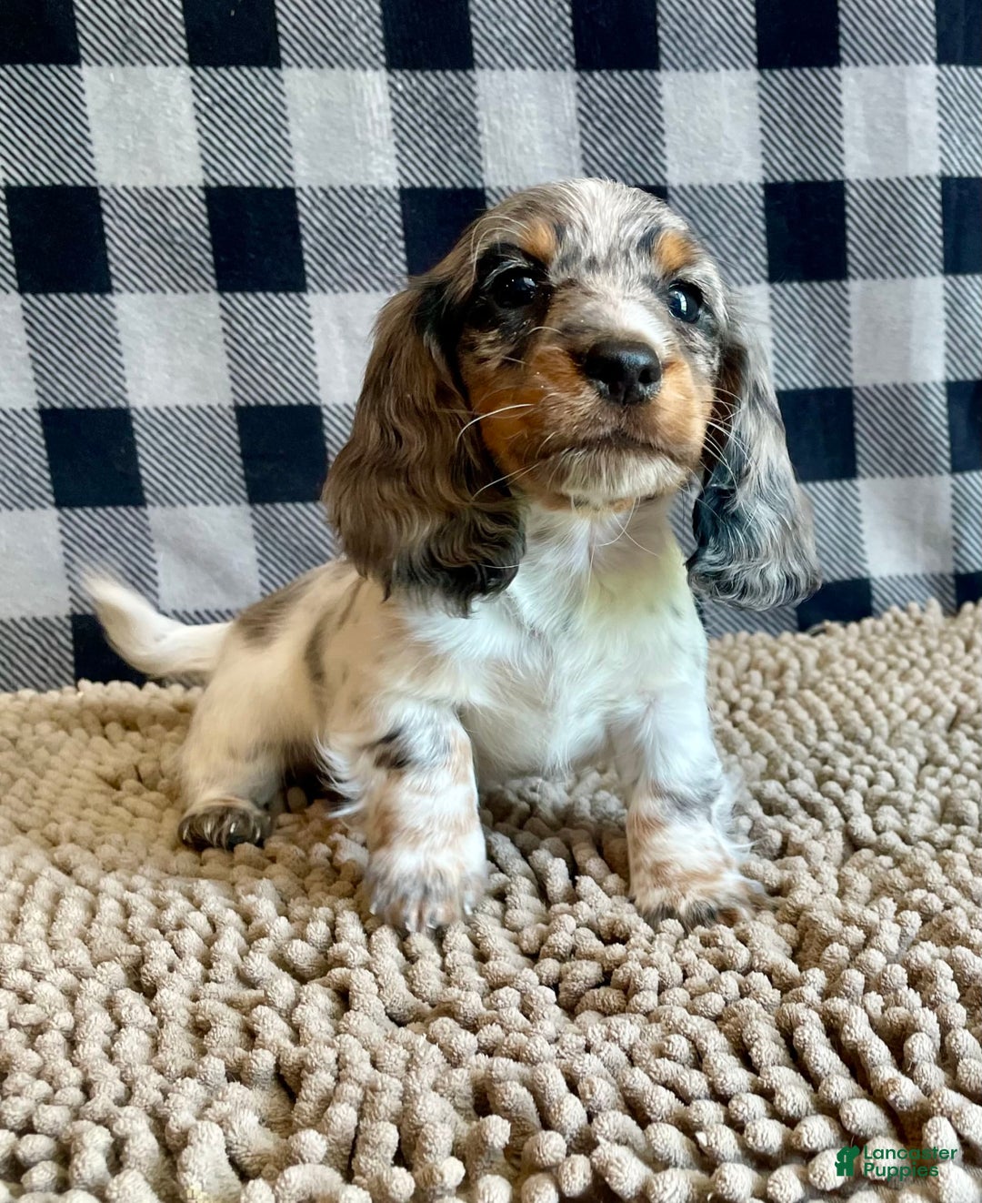 Dachshund dogs for sale: Daniel - Image 2