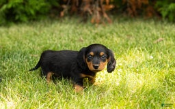 Miniature Dachshund dogs for sale: Buddy - Image 2