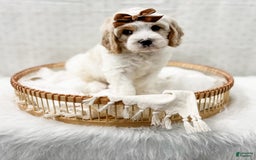 Cavapoo dogs for sale: Cavapoo 4 puppies - Image 11