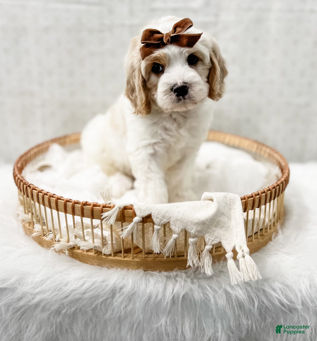 Cavapoo dogs for sale: Cavapoo 4 puppies - Image 11