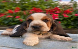 Basset Hound dogs for sale: Isabelle - Image 4