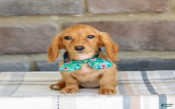 Miniature Dachshund dogs for sale: Sophie - Image 8