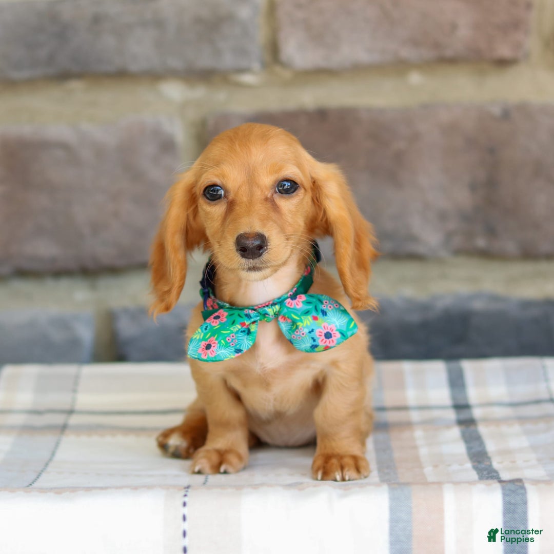 Miniature Dachshund dogs for sale: Sophie - Image 8