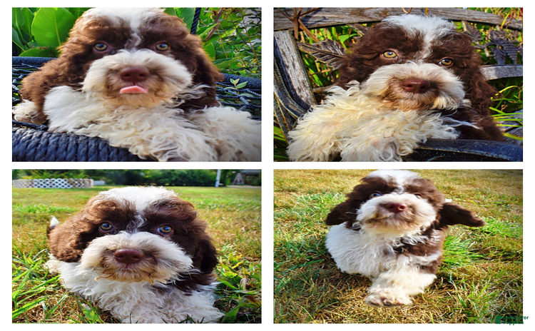 Havapoo dogs for sale - Ad 4
