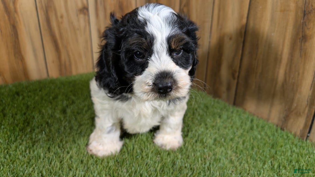 Cavapoo dogs for sale: Missy Boy 2 - Image 3