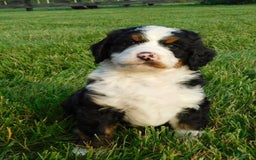 Mini Bernedoodle dogs for sale: Kody - Image 5