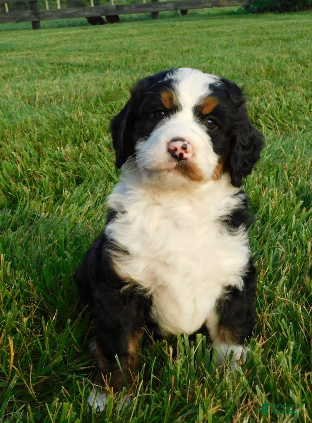 Mini Bernedoodle dogs for sale: Kody - Image 5