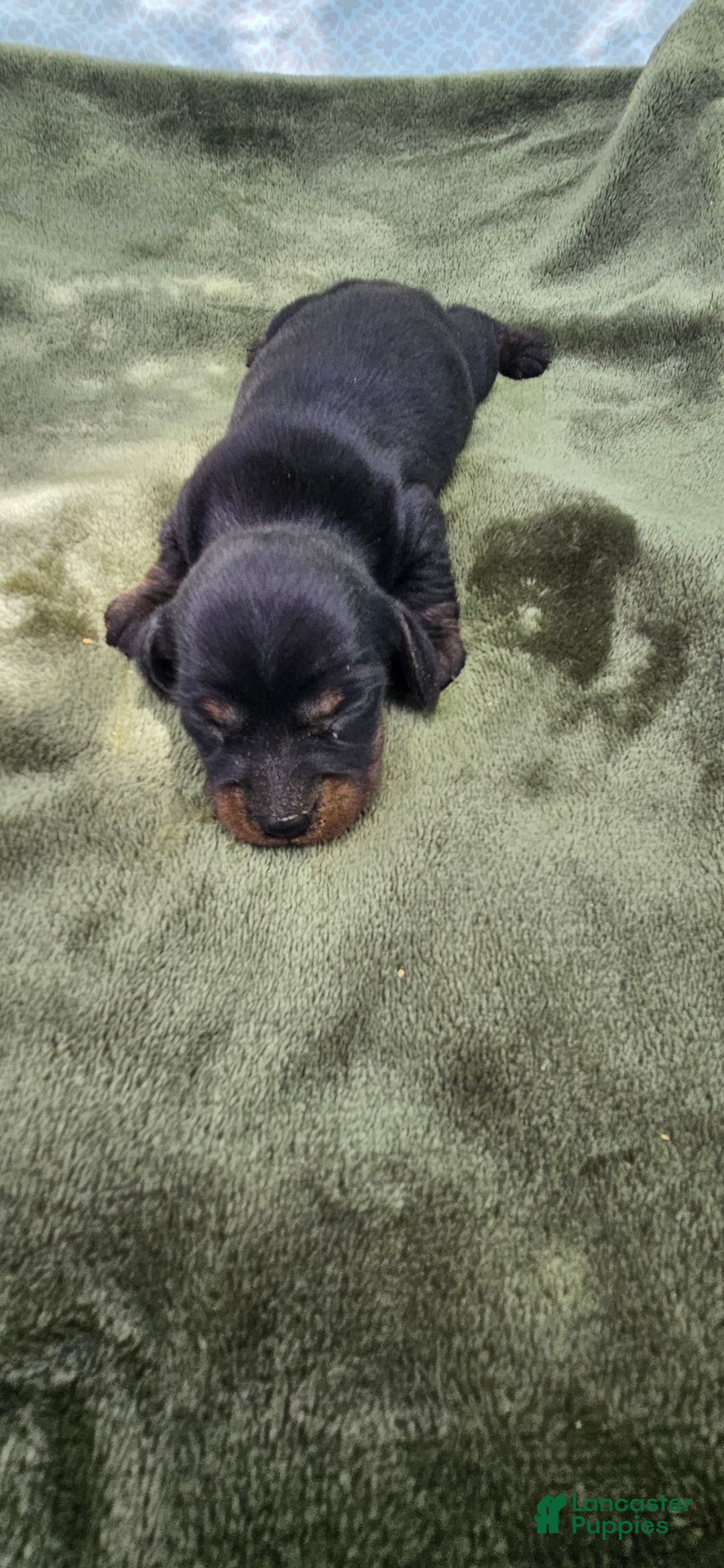 Miniature Dachshund dogs for sale: Molly - Image 1