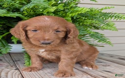 Goldendoodle dogs for sale: Ellie - Image 27