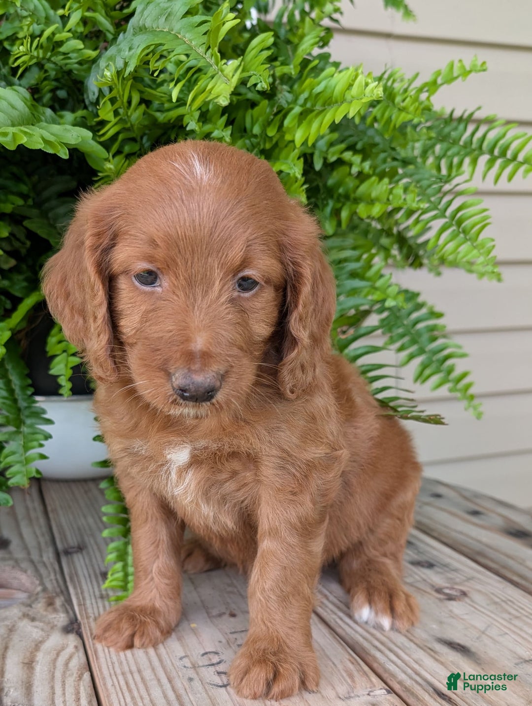 Goldendoodle dogs for sale: Ellie - Image 27