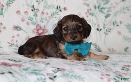 Miniature Dachshund dogs for sale: Victor - Image 1