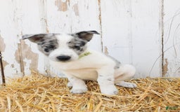 Australian Cattle Dog dogs for sale: Oreo - Image 5