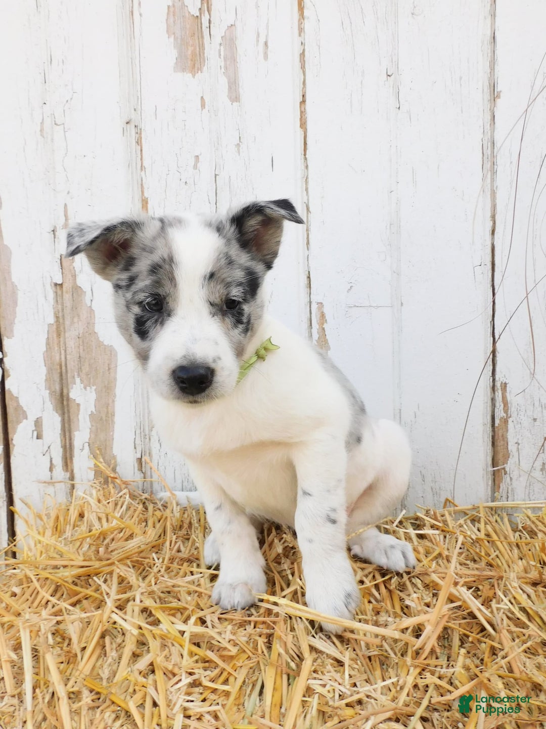 Australian Cattle Dog dogs for sale: Oreo - Image 5