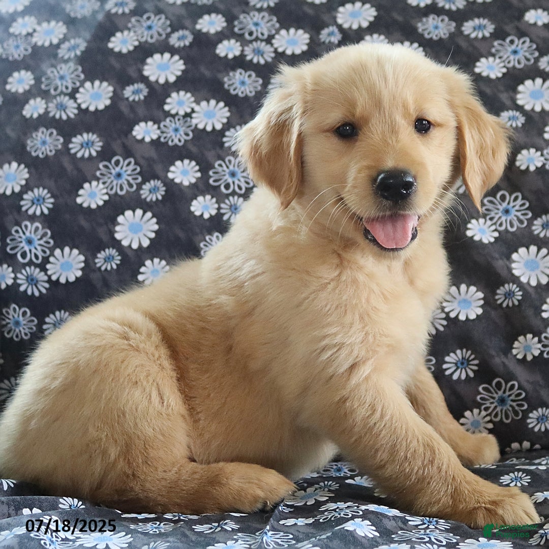 Golden Retriever dogs for sale: River - Image 2