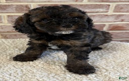 Cockapoo dogs for sale: Buster - Image 11