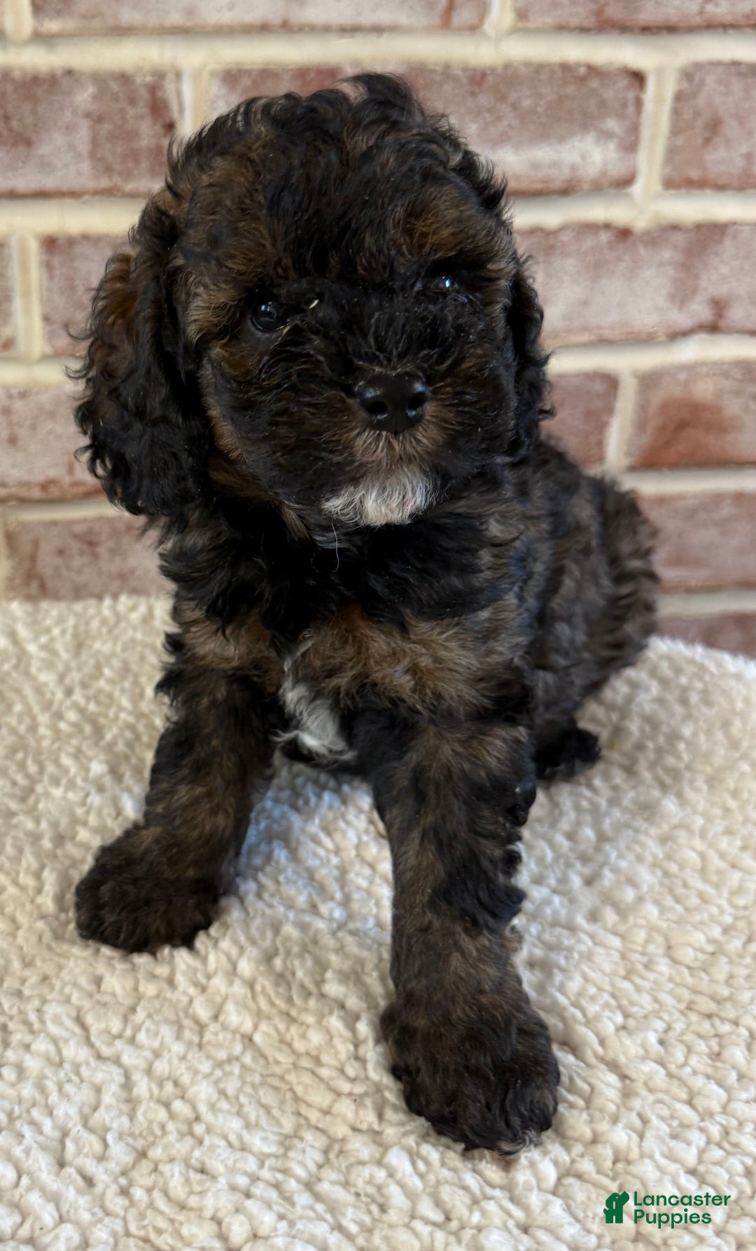 Cockapoo dogs for sale: Buster - Image 11