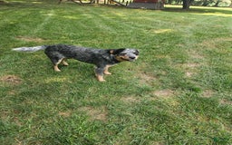 Australian Cattle Dog dogs for sale: Clover - Image 6
