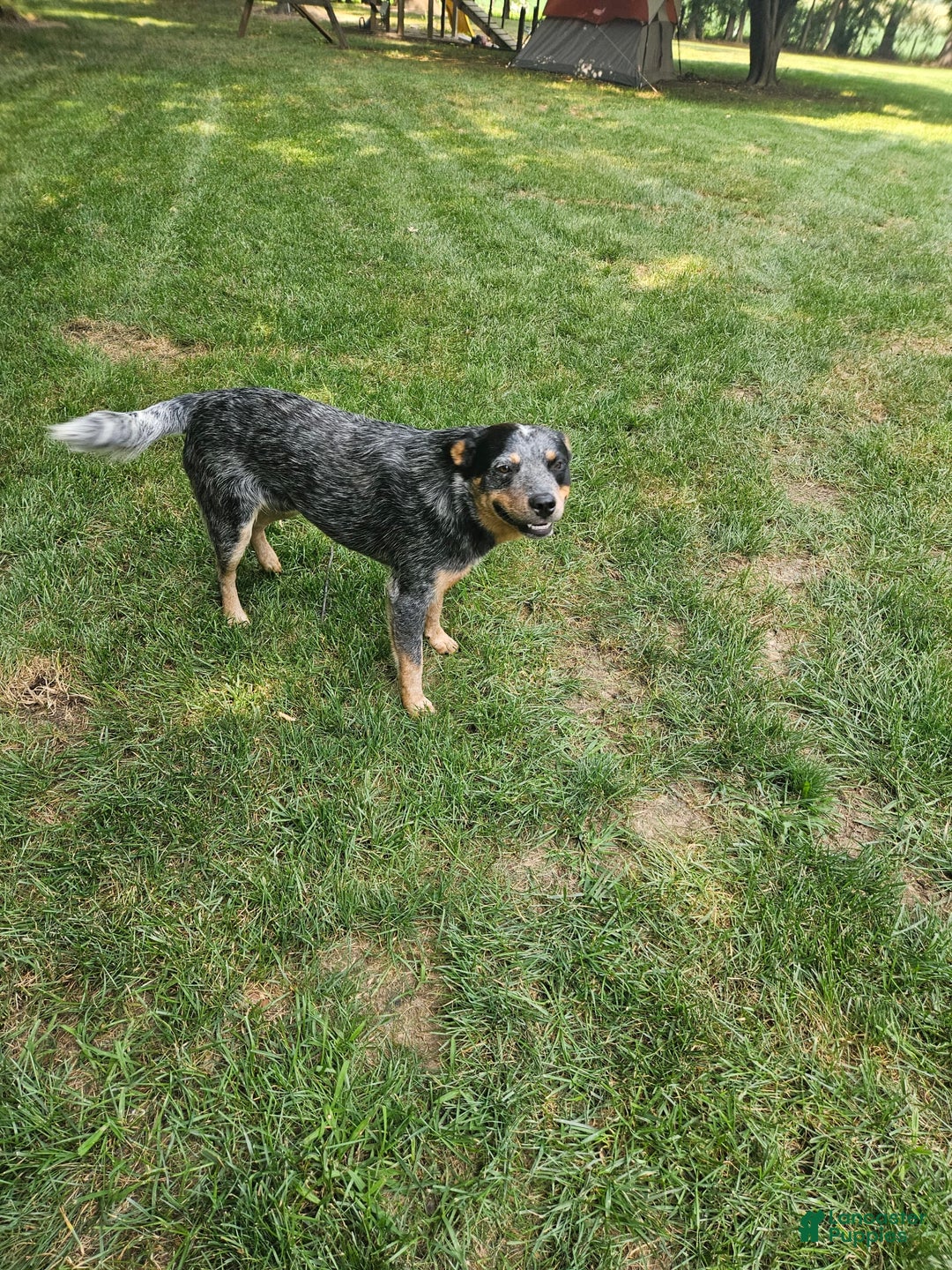 Australian Cattle Dog dogs for sale: Clover - Image 6