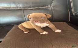 American Bully dogs for sale: Nutella - Image 8