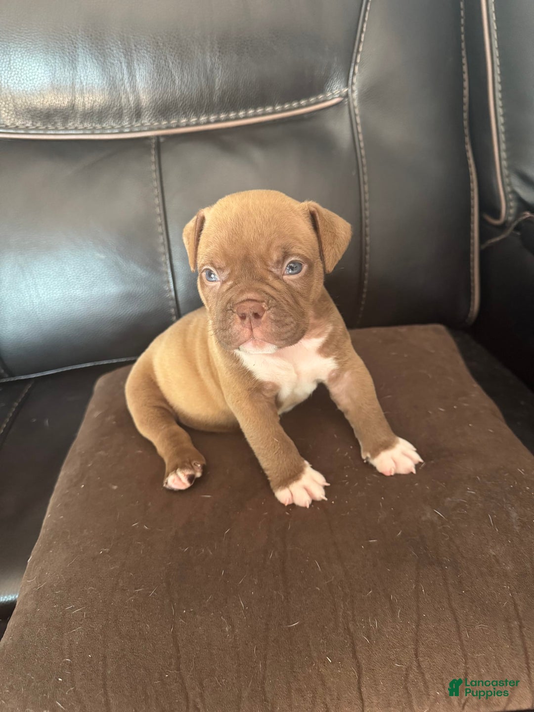 American Bully dogs for sale: Nutella - Image 8