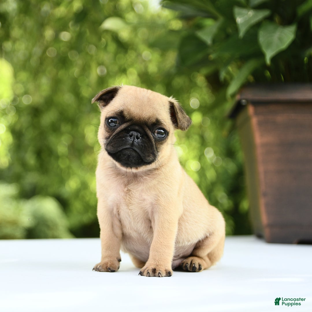 Pug dogs for sale: Sport - Image 1