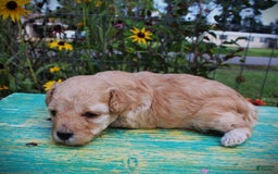 Toy Poodle dogs for sale: Teacup male - Image 1