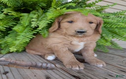 Goldendoodle dogs for sale: Bella - Image 13
