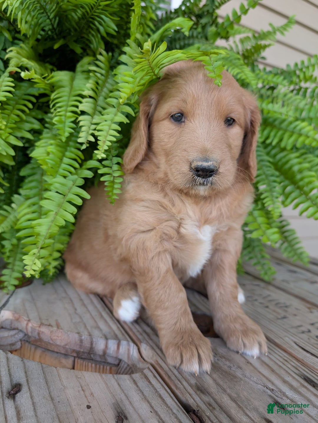 Goldendoodle dogs for sale: Bella - Image 13