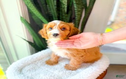 Cavapoo dogs for sale: Yukon - Image 2