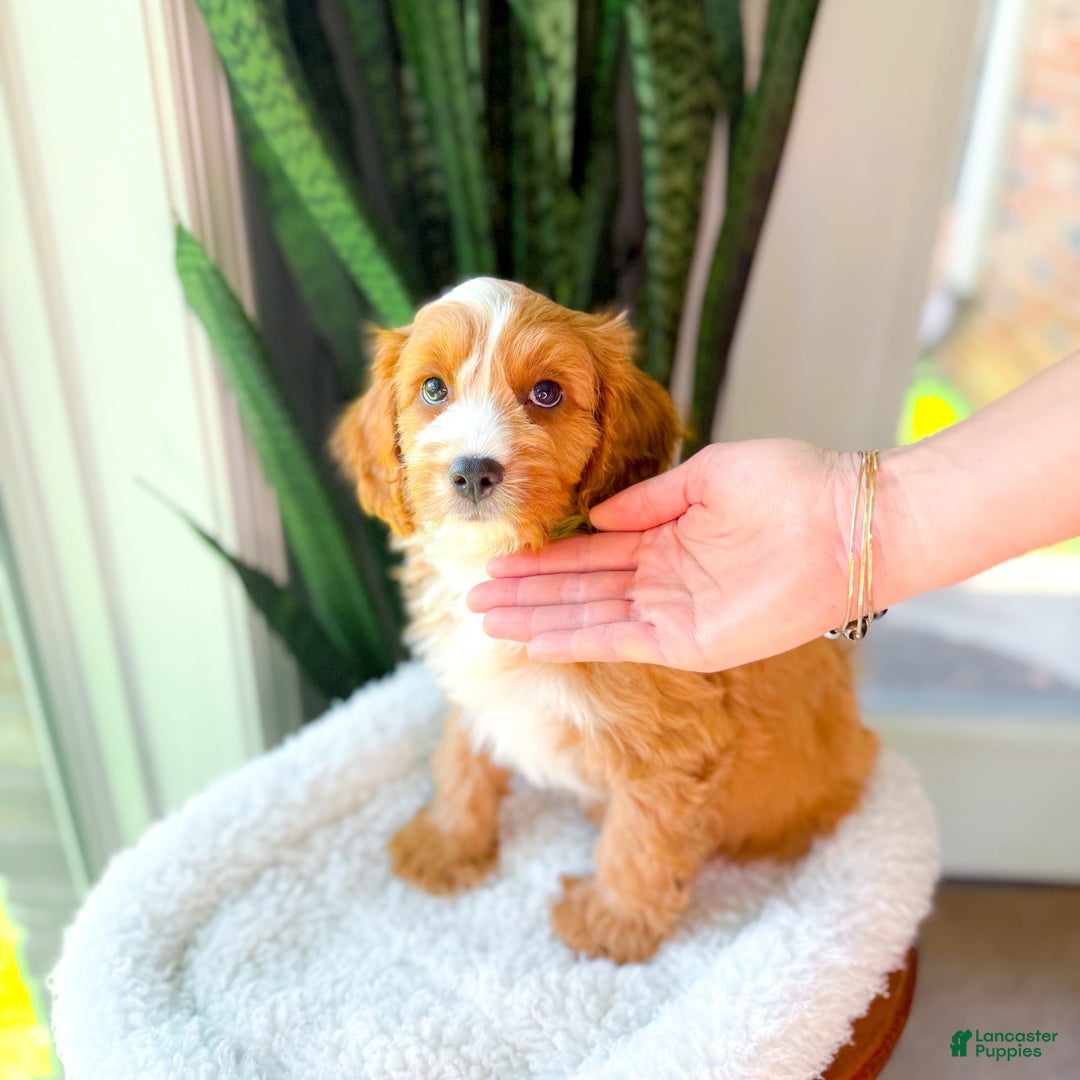 Cavapoo dogs for sale: Yukon - Image 2