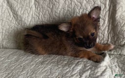Pomchi dogs for sale: Tommy - Image 6