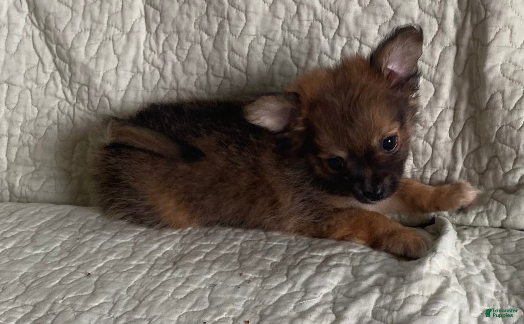 Pomchi dogs for sale: Tommy - Image 6