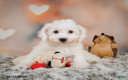 Bichon Frise dogs for sale: Bendict - Image 4