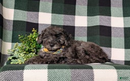 Miniature Poodle dogs for sale: Emerson - Image 2