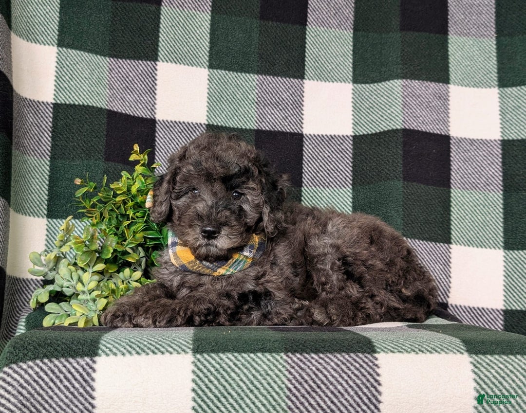 Miniature Poodle dogs for sale: Emerson - Image 2
