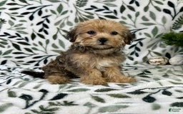 Shorkie dogs for sale: Sydney - Image 4